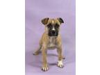 Adopt Danica a Australian Shepherd, Mixed Breed