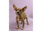 Adopt Tootie a Pit Bull Terrier, Mixed Breed