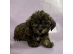 Adopt Geri a Shih Tzu, Mixed Breed