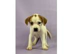 Adopt Henrietta a Beagle, Parson Russell Terrier