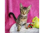Adopt Stripey a Domestic Short Hair