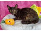 Adopt Tootsie a Domestic Short Hair