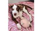 Adopt Maple a Catahoula Leopard Dog