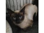 Adopt Britt a Siamese