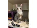 Adopt Gigi a Domestic Short Hair, Tabby