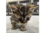 Adopt Athena a Domestic Short Hair
