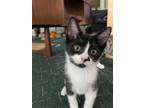 Adopt Mochi *IN FOSTER* a Domestic Short Hair