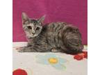 Adopt Audrey- Visit me at the Elkhart PetSmart! a Domestic Short Hair