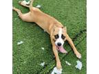 Adopt Macy a Mixed Breed