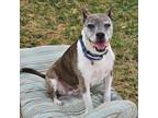 Adopt Josie a Terrier