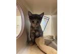 Adopt Poof a Domestic Short Hair