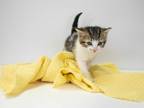 Adopt Prada a Domestic Short Hair