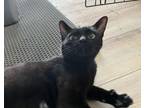 Adopt Ima a Domestic Short Hair