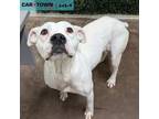 Adopt Tofutti a Pit Bull Terrier, Boxer