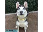 Adopt Scarlet a Siberian Husky