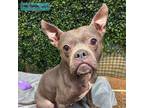 Adopt Carmelita Fox a Pit Bull Terrier