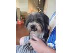 Adopt Amelia a Shih Tzu