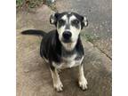 Adopt Sugar a German Shepherd Dog