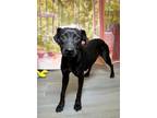 Adopt Beach Volleyball a Labrador Retriever