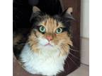 Adopt Mystique- $199 a Domestic Long Hair