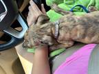 Dog for adoption - Peanut, a Labrador Retriever Mix
