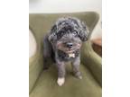 Dog for adoption - Darling Domino, a Bichon Frise & Poodle Mix