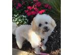 Dog for adoption - Sweet and Sassy Susie, a Bichon Frise