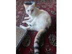 Adopt Berlin a Domestic Short Hair, Tabby