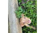 Dog for adoption - Sunny, a Labrador Retriever Mix