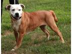 Dog for adoption - Ellie, a Terrier