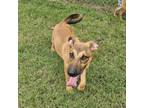 Adopt Pearl a German Shepherd Dog, Mixed Breed