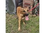 Adopt Lorraine a German Shepherd Dog, Mixed Breed