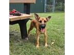 Adopt Maxxine a German Shepherd Dog, Mixed Breed