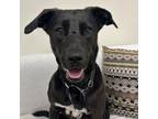 Adopt Jazzy a Black Labrador Retriever