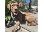 Adopt Summer a Chocolate Labrador Retriever