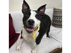 Adopt Ebony a American Staffordshire Terrier