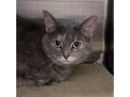 Adopt Daisy (Chow Hound Grand Haven) a Domestic Short Hair