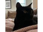Adopt Luna a Domestic Medium Hair