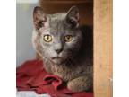 Adopt Stella Grey a Domestic Short Hair