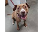 Adopt Athena a Mixed Breed