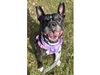 Adopt Twila a Pit Bull Terrier