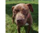 Adopt Cinnamon a Pit Bull Terrier, Mixed Breed