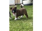 Adopt Maggie a Australian Shepherd