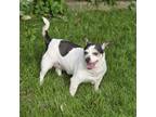 Adopt Maggie a Rat Terrier, Mixed Breed