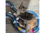 Adopt River a Domestic Short Hair