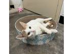 Adopt Lana a Domestic Short Hair