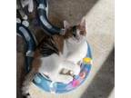 Adopt Autumn a Domestic Short Hair