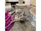 Adopt Elizabeth a Domestic Short Hair