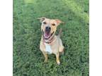 Adopt Dutchess a Labrador Retriever, Mixed Breed