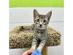 Adopt Hazel a Domestic Short Hair